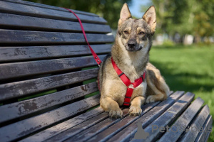 Foto №2 zu Ankündigung № 154298 zu verkaufen mischlingshund - einkaufen Russische Föderation 