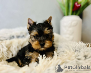 Foto №1. yorkshire terrier - zum Verkauf in der Stadt Setúbal | 350€ | Ankündigung № 75930