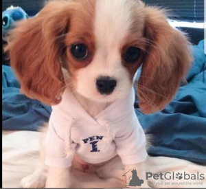 Foto №2 zu Ankündigung № 51360 zu verkaufen cavalier king charles spaniel - einkaufen Britische Jungferninseln quotient 	ankündigung