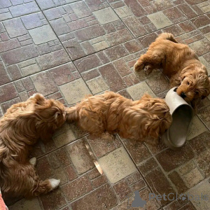 Foto №3. Miniatur -Havanese -Welpen zur Rehoming zur Verfügung. USA