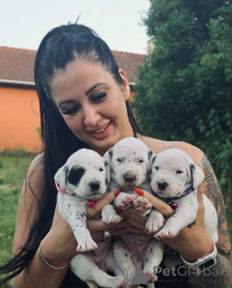 Foto №2 zu Ankündigung № 145971 zu verkaufen dalmatiner - einkaufen Ungarn züchter