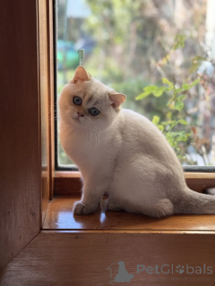 Foto №4. Ich werde verkaufen britisch kurzhaar in der Stadt Toowoomba. züchter - preis - 744€