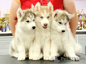 Zusätzliche Fotos: Wir bieten Welpen der Rasse Siberian Husky zum Verkauf an, von wunderbaren