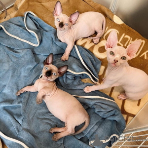 Foto №1. sphynx-katze - zum Verkauf in der Stadt Lokern | 580€ | Ankündigung № 174807