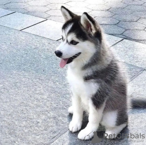 Foto №1. siberian husky - zum Verkauf in der Stadt Varna | verhandelt | Ankündigung № 111777