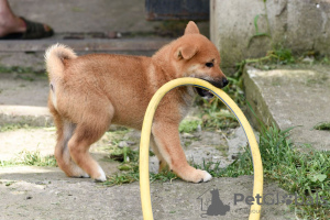 Foto №3. Shiba Inu-Welpen. Serbien