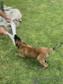 Foto №4. Ich werde verkaufen belgischer schäferhund in der Stadt Bavanište. züchter - preis - verhandelt