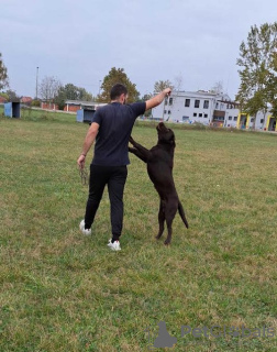 Foto №2 zu Ankündigung № 83291 zu verkaufen labrador retriever - einkaufen Serbien züchter