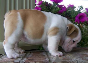 Foto №1. mischlingshund - zum Verkauf in der Stadt Калифорния Сити | verhandelt | Ankündigung № 68694