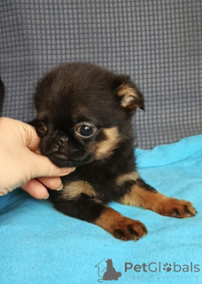 Foto №1. petit brabançon - zum Verkauf in der Stadt Moskwa | 539€ | Ankündigung № 165075