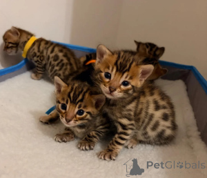 Foto №1. bengal katzenrasse - zum Verkauf in der Stadt Arłamów | 350€ | Ankündigung № 178681
