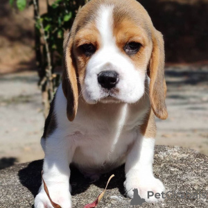 Foto №3. Beagle-Welpen gesucht. Deutschland