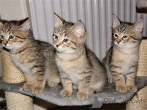 Foto №1. pixiebob kurzhaar - zum Verkauf in der Stadt Düsseldorf | 750€ | Ankündigung № 160456