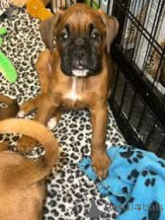 Foto №3. Preciosos cachorros Boxer en venta. Spanien