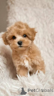 Foto №2 zu Ankündigung № 154870 zu verkaufen maltipu - einkaufen Schweiz züchter