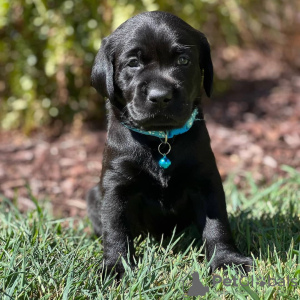 Foto №2 zu Ankündigung № 38251 zu verkaufen labrador retriever - einkaufen Deutschland quotient 	ankündigung