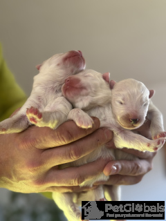 Foto №4. Ich werde verkaufen samojede (hunderasse) in der Stadt Krakau. züchter - preis - verhandelt