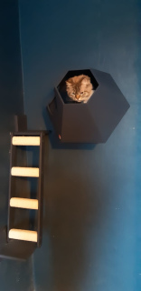 Foto №4. Vertikale Wandleiterklauenspitze für Katzen Tennomon auf der Baustelle 