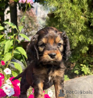 Foto №3. Wunderschöne Cockapoo-Welpen schreiben Sie mir per WhatsApp 44 7453 907158. Deutschland