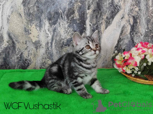 Foto №3. Schottische Katze, gerade, Marmor. Weißrussland