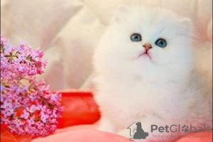 Foto №3. britisches Langhaar. Deutschland