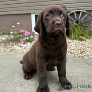 Foto №2 zu Ankündigung № 173208 zu verkaufen labrador retriever - einkaufen Deutschland quotient 	ankündigung
