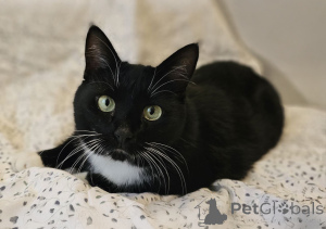 Foto №1.  - zum Verkauf in der Stadt Minsk | Frei | Ankündigung № 157452