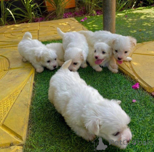 Foto №1.  - zum Verkauf in der Stadt Istanbul | verhandelt | Ankündigung № 161256