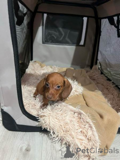 Foto №4. Ich werde verkaufen dackel in der Stadt Neuer Garten.  - preis - 200€