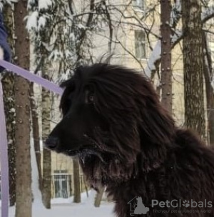 Foto №1. afghanischer windhund - zum Verkauf in der Stadt Москва | verhandelt | Ankündigung № 8803