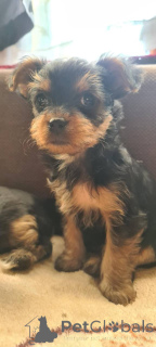 Foto №4. Ich werde verkaufen yorkshire terrier in der Stadt Wrocław. vom kindergarten - preis - 600€