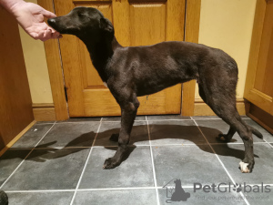 Foto №4. Ich werde verkaufen greyhound in der Stadt Sligo. züchter - preis - verhandelt