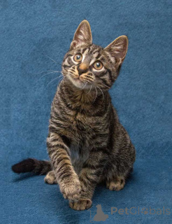 Foto №1.  - zum Verkauf in der Stadt Moskova | Frei | Ankündigung № 163837