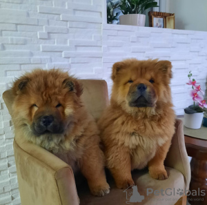 Foto №2 zu Ankündigung № 124213 zu verkaufen chow-chow - einkaufen Serbien quotient 	ankündigung