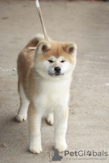 Foto №3. Japanese Akita puppies. Serbien