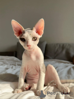 Foto №3. Gesunde, geimpfte Devon Rex Kätzchen bereit, sich Ihrer Familie anzuschließen. Deutschland
