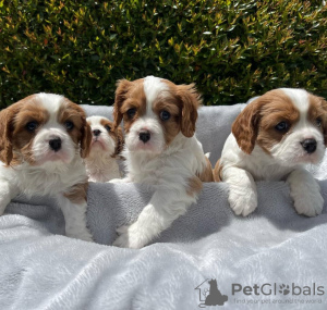 Foto №1. cavalier king charles spaniel - zum Verkauf in der Stadt Гамбург | verhandelt | Ankündigung № 44528