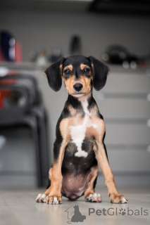 Foto №2 zu Ankündigung № 156335 zu verkaufen mischlingshund - einkaufen Russische Föderation quotient 	ankündigung