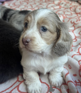 Foto №4. Ich werde verkaufen dackel in der Stadt Eindhoven. züchter - preis - verhandelt