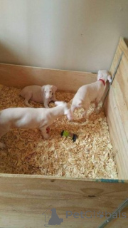 Foto №4. Ich werde verkaufen dobermann in der Stadt Überllenlen.  - preis - 380€