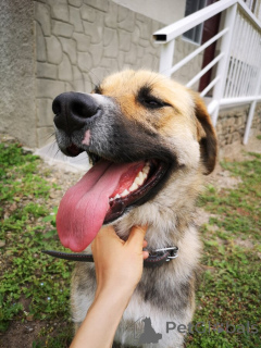 Foto №4. Ich werde verkaufen mischlingshund in der Stadt Moskwa. quotient 	ankündigung - preis - Frei