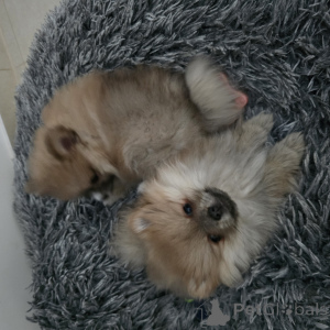 Foto №2 zu Ankündigung № 138657 zu verkaufen pommersche spitz - einkaufen Deutschland züchter