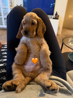 Foto №2 zu Ankündigung № 163762 zu verkaufen english cocker spaniel - einkaufen Frankreich quotient 	ankündigung, züchter