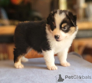 Foto №1. australian shepherd - zum Verkauf in der Stadt Thüringhausen | 900€ | Ankündigung № 150732