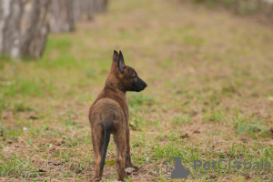 Zusätzliche Fotos: Niederländische Schäferhundwelpen