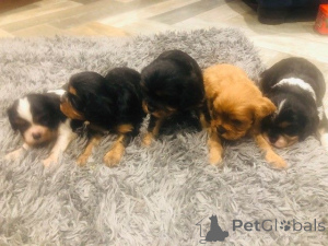 Foto №1. cavalier king charles spaniel - zum Verkauf in der Stadt Agios Nikolaos | Frei | Ankündigung № 171949