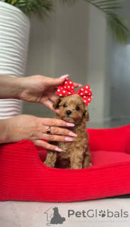 Foto №4. Ich werde verkaufen pudel (toy) in der Stadt Wien. züchter - preis - verhandelt