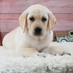 Foto №1. labrador retriever - zum Verkauf in der Stadt Berlin | 600€ | Ankündigung № 175900
