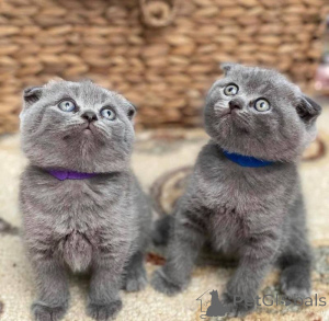 Foto №1. schottische faltohrkatze - zum Verkauf in der Stadt Lissendorf | 350€ | Ankündigung № 172293