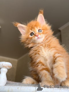 Foto №3. Lernen Sie Atlas kennen, mutig, schön und voller Herz. Ein wahrer kleiner Löwe,. Niederlande